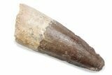 Fossil Spinosaurus Tooth - Feeding Worn Tooth #370571-1